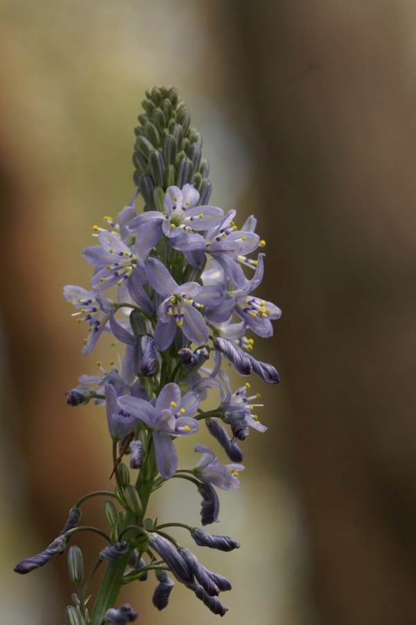 Caesia calliantha